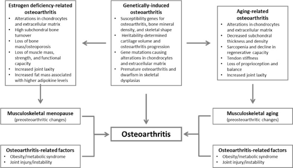 diagramma fenotipo paziente con osteoartrosi